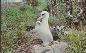 Midway Island Postcard